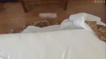 自拍偷拍