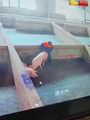 门事件