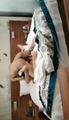 探花系列
