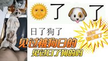 网爆黑料