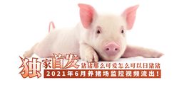 网爆黑料