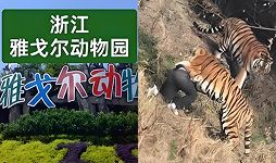 老虎吃人