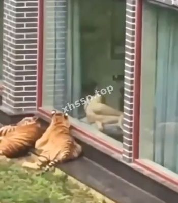 约炮