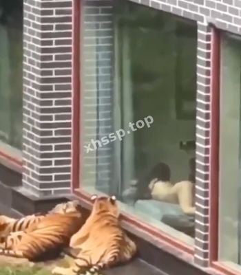 勾引老虎